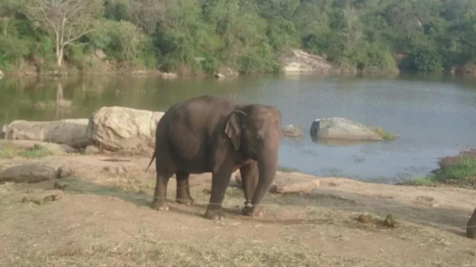 Photo of Bannerghatta, Bengaluru, Karnataka, India by Somashekar Puttaswamy