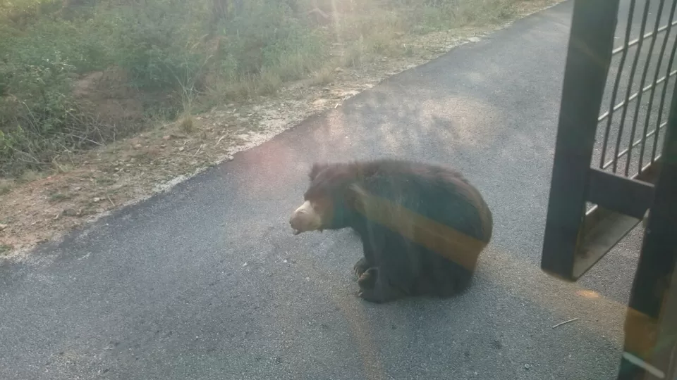 Photo of Bannerghatta, Bengaluru, Karnataka, India by Somashekar Puttaswamy