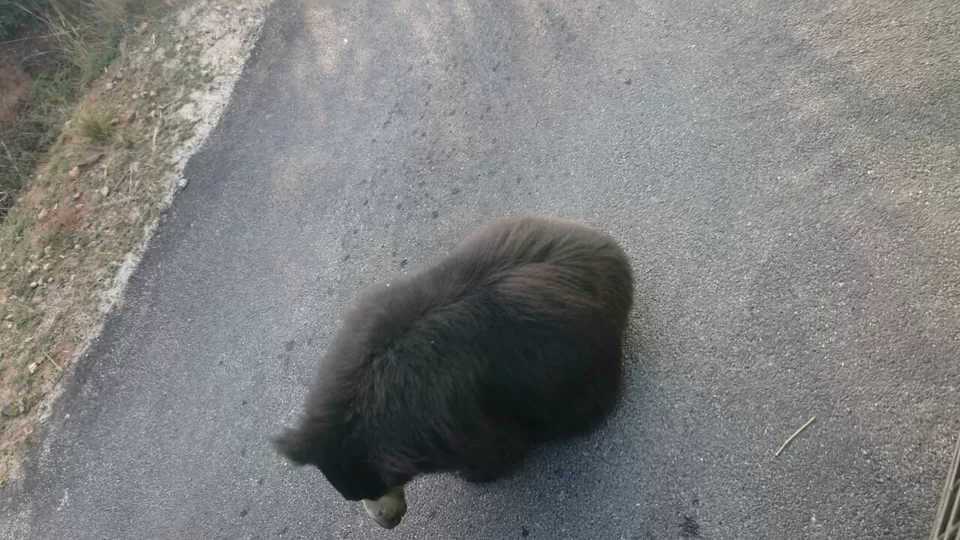 Photo of Bannerghatta, Bengaluru, Karnataka, India by Somashekar Puttaswamy