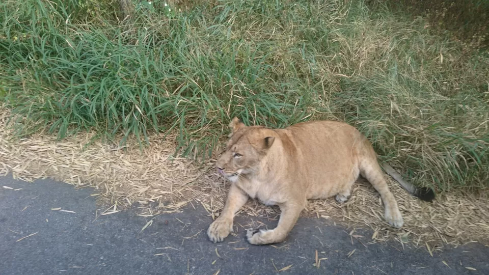 Photo of Bannerghatta, Bengaluru, Karnataka, India by Somashekar Puttaswamy