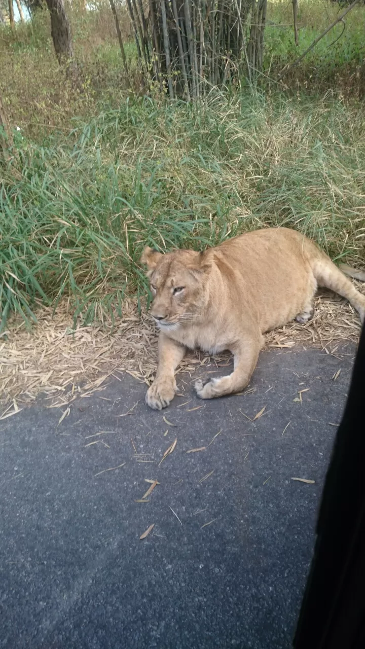Photo of Bannerghatta, Bengaluru, Karnataka, India by Somashekar Puttaswamy