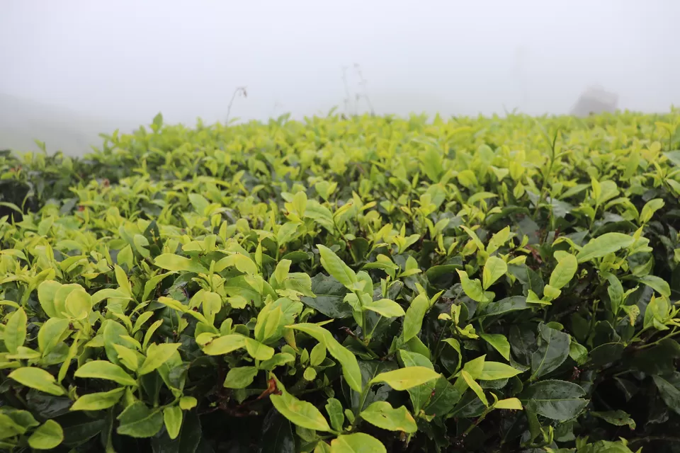Photo of Munnar Top Station, View Point, View Point Path, Munnar, Tamil Nadu, India by Akhilesh Yadav