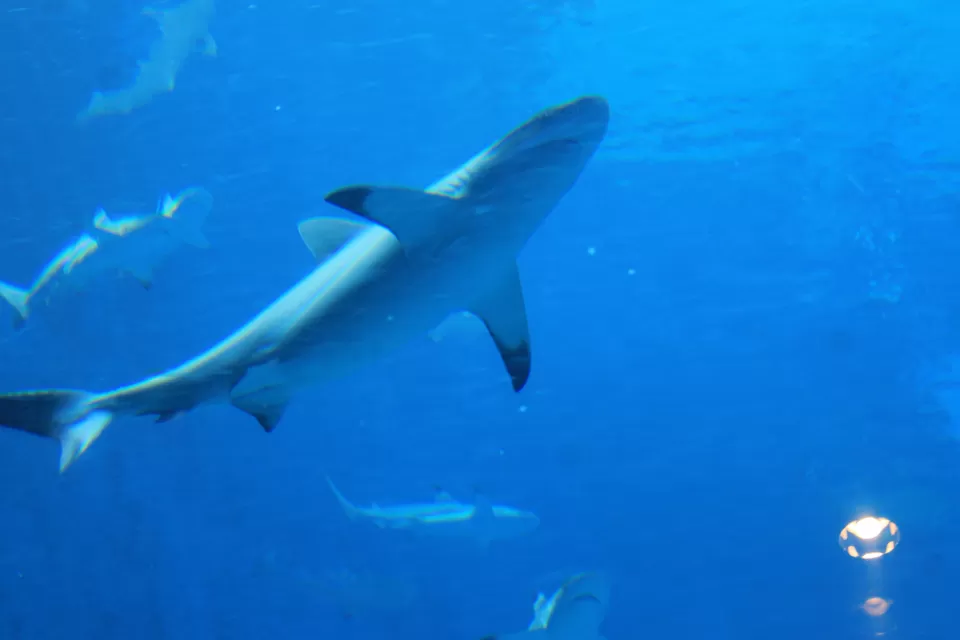 Photo of Sentosa, Singapore by Pratik Shah