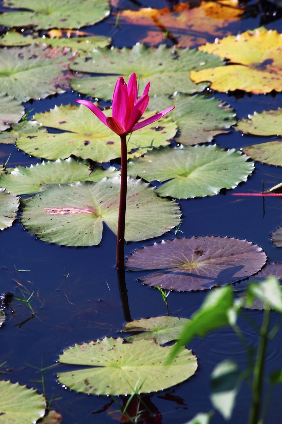 Photo of Ajodhya Hill and Forest Reserve Area, Ajodhya, West Bengal, India by Arundhuti Mullick