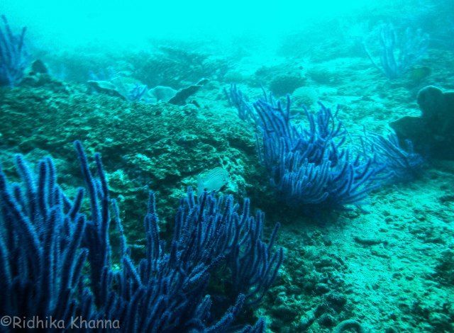 Photo of What Diving in a Nature Reserve Site Looks Like.... Diving in Gulf of Oman by Ridhika Khanna