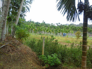 Photo of Wayanad- land of paddy Fields 1/8 by Sayantani DR