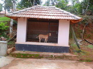 Photo of Wayanad- land of paddy Fields 4/8 by Sayantani DR