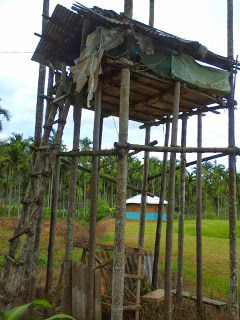 Photo of Wayanad- land of paddy Fields 7/8 by Sayantani DR