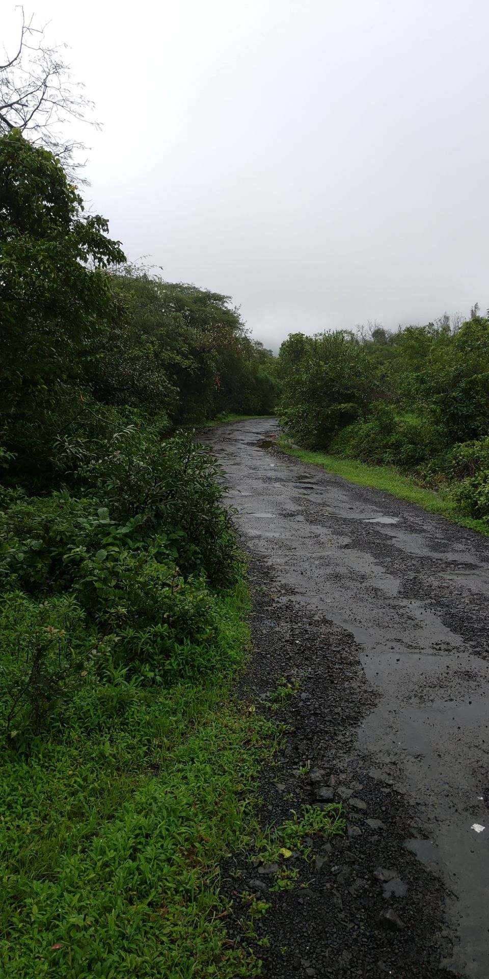 Photo of The Forbidden Forest - Andharban Trail by Vignesh Ramanan