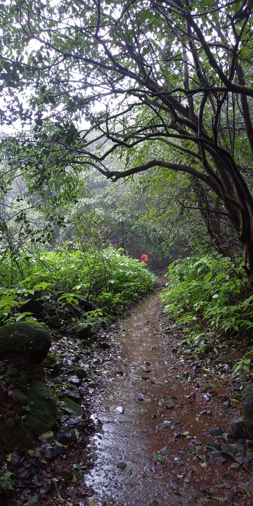 Photo of The Forbidden Forest - Andharban Trail by Vignesh Ramanan