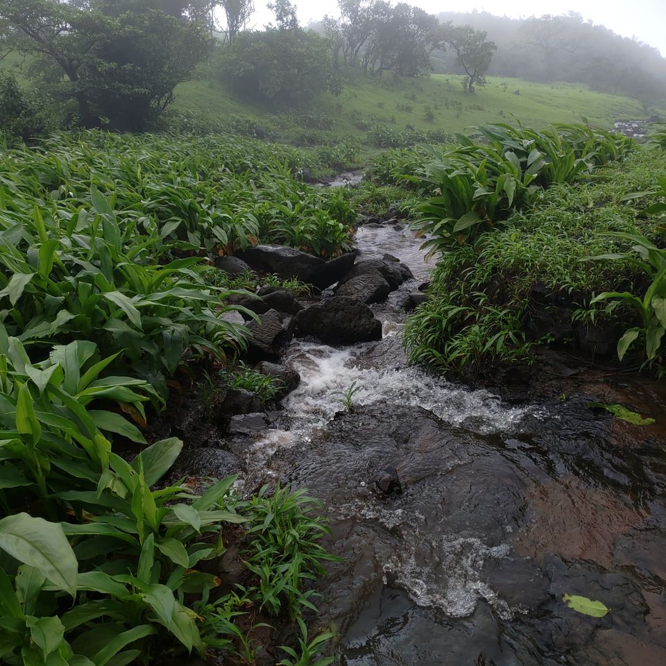 Photo of The Forbidden Forest - Andharban Trail by Vignesh Ramanan