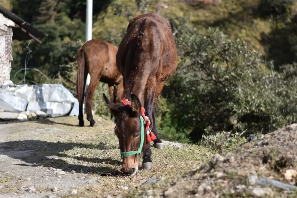 Photo of Bhatwari, Uttarakhand, India by Mayank Rai