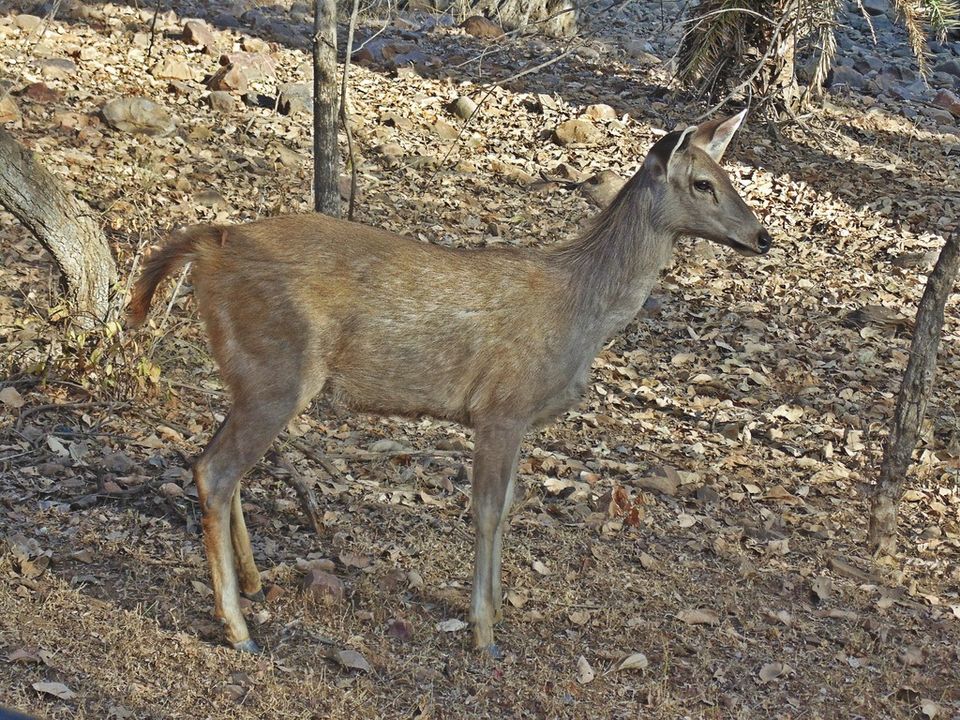 Photo of Agra - Mathura - Ranthambore: How We Covered 3 Genres of Travel In A Single Trip 16/84 by Prathmesh Vijay Thaker