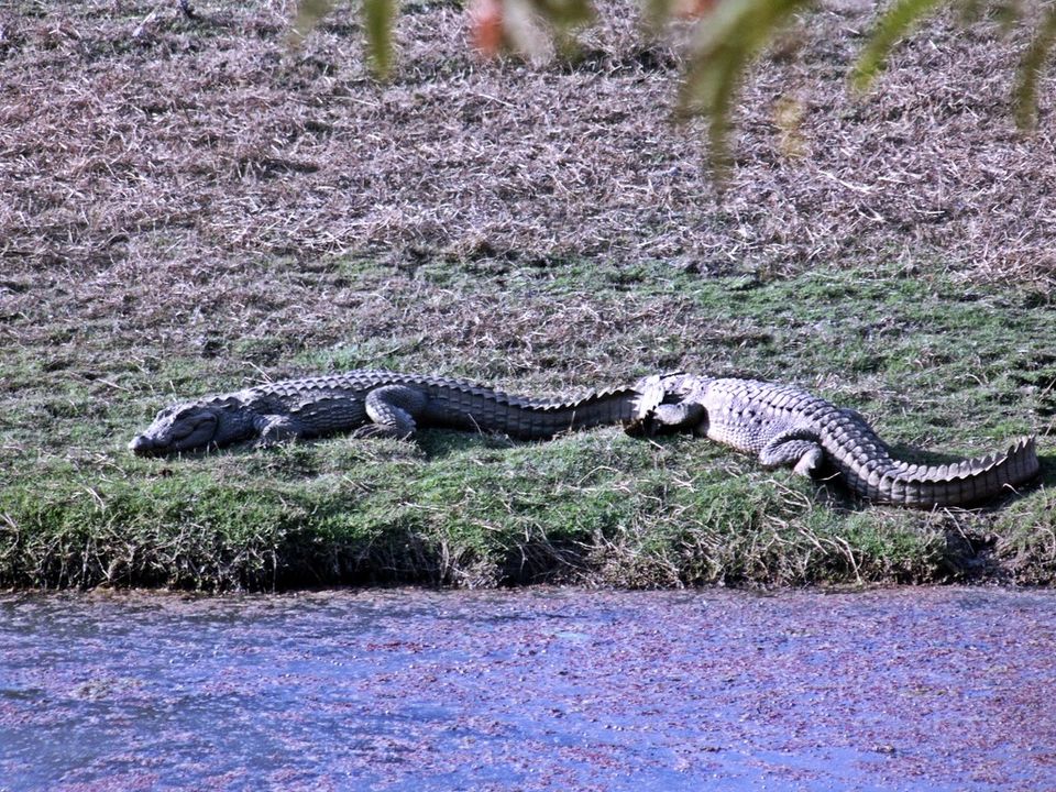 Photo of Agra - Mathura - Ranthambore: How We Covered 3 Genres of Travel In A Single Trip 18/84 by Prathmesh Vijay Thaker