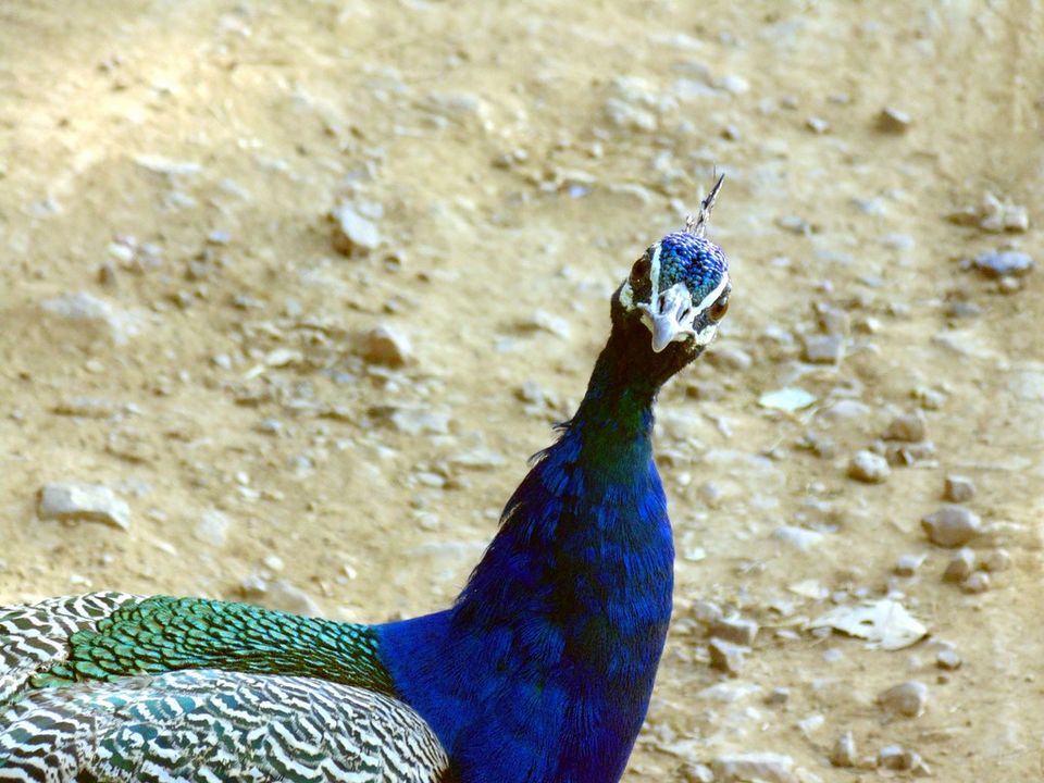 Photo of Agra - Mathura - Ranthambore: How We Covered 3 Genres of Travel In A Single Trip 19/84 by Prathmesh Vijay Thaker