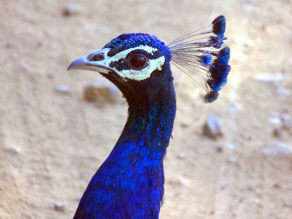 Photo of Agra - Mathura - Ranthambore: How We Covered 3 Genres of Travel In A Single Trip 20/84 by Prathmesh Vijay Thaker