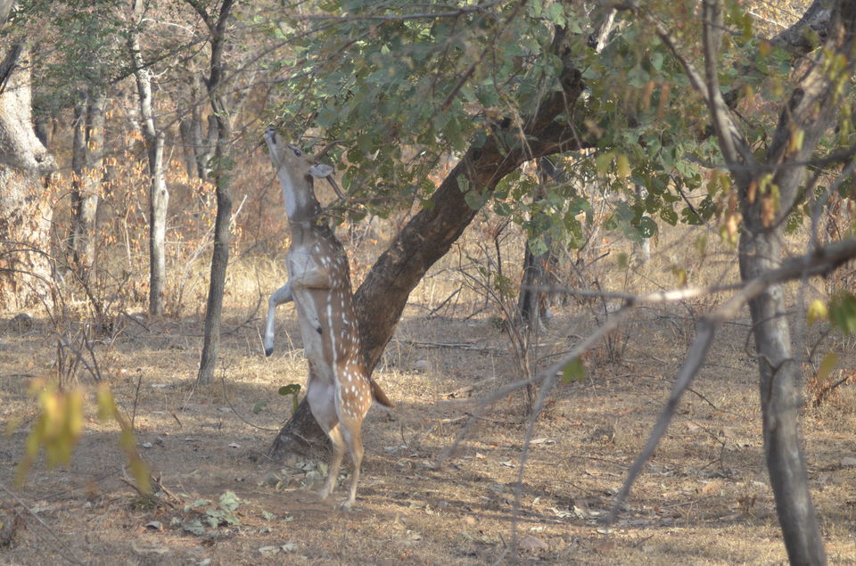 Photo of Agra - Mathura - Ranthambore: How We Covered 3 Genres of Travel In A Single Trip 41/84 by Prathmesh Vijay Thaker