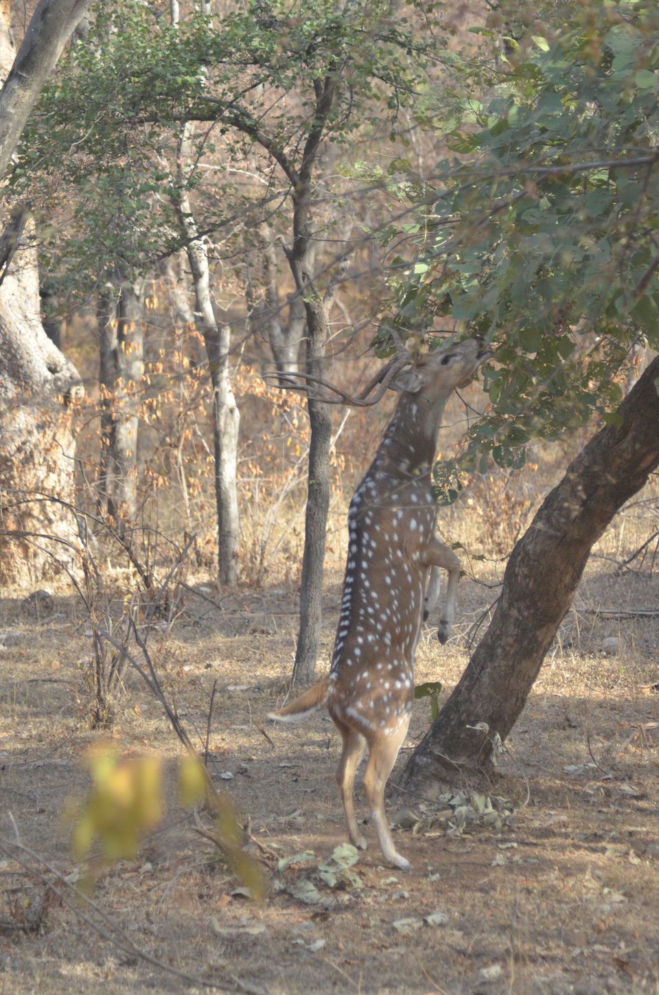 Photo of Agra - Mathura - Ranthambore: How We Covered 3 Genres of Travel In A Single Trip 42/84 by Prathmesh Vijay Thaker