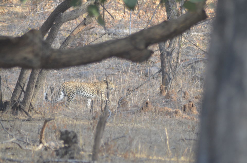 Photo of Agra - Mathura - Ranthambore: How We Covered 3 Genres of Travel In A Single Trip 44/84 by Prathmesh Vijay Thaker