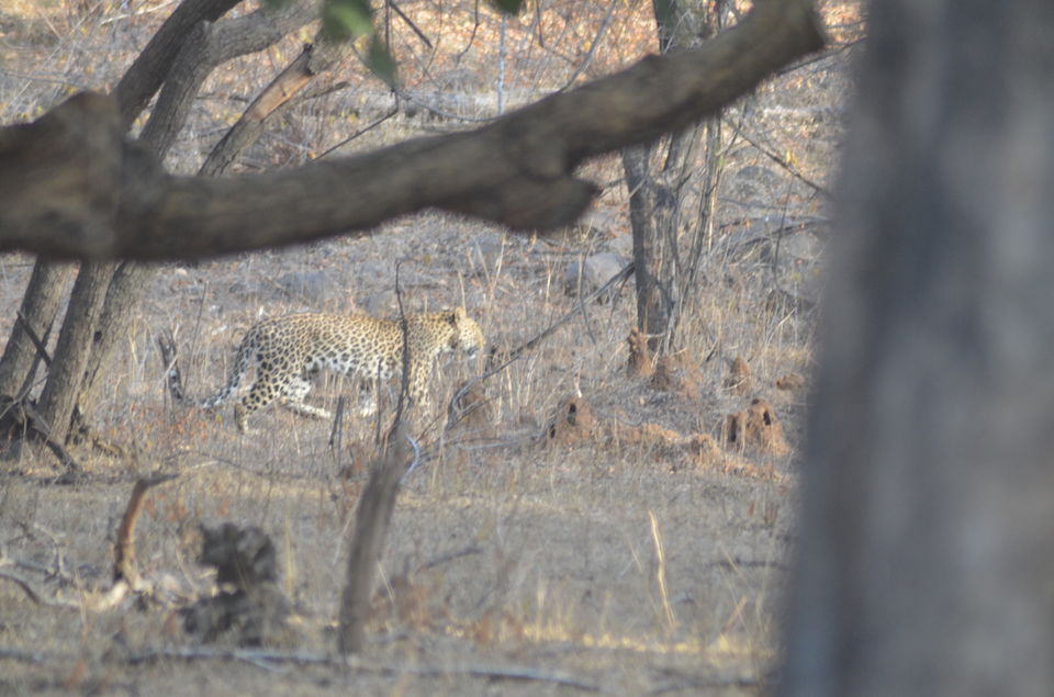 Photo of Agra - Mathura - Ranthambore: How We Covered 3 Genres of Travel In A Single Trip 45/84 by Prathmesh Vijay Thaker
