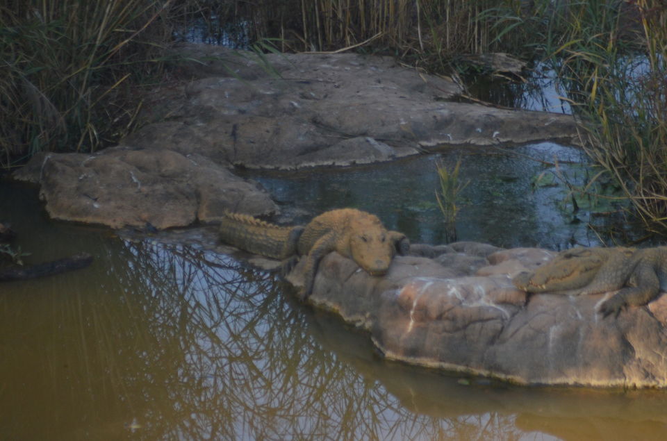 Photo of Agra - Mathura - Ranthambore: How We Covered 3 Genres of Travel In A Single Trip 48/84 by Prathmesh Vijay Thaker