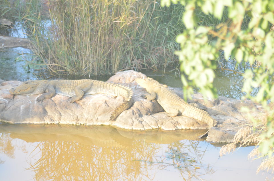Photo of Agra - Mathura - Ranthambore: How We Covered 3 Genres of Travel In A Single Trip 49/84 by Prathmesh Vijay Thaker