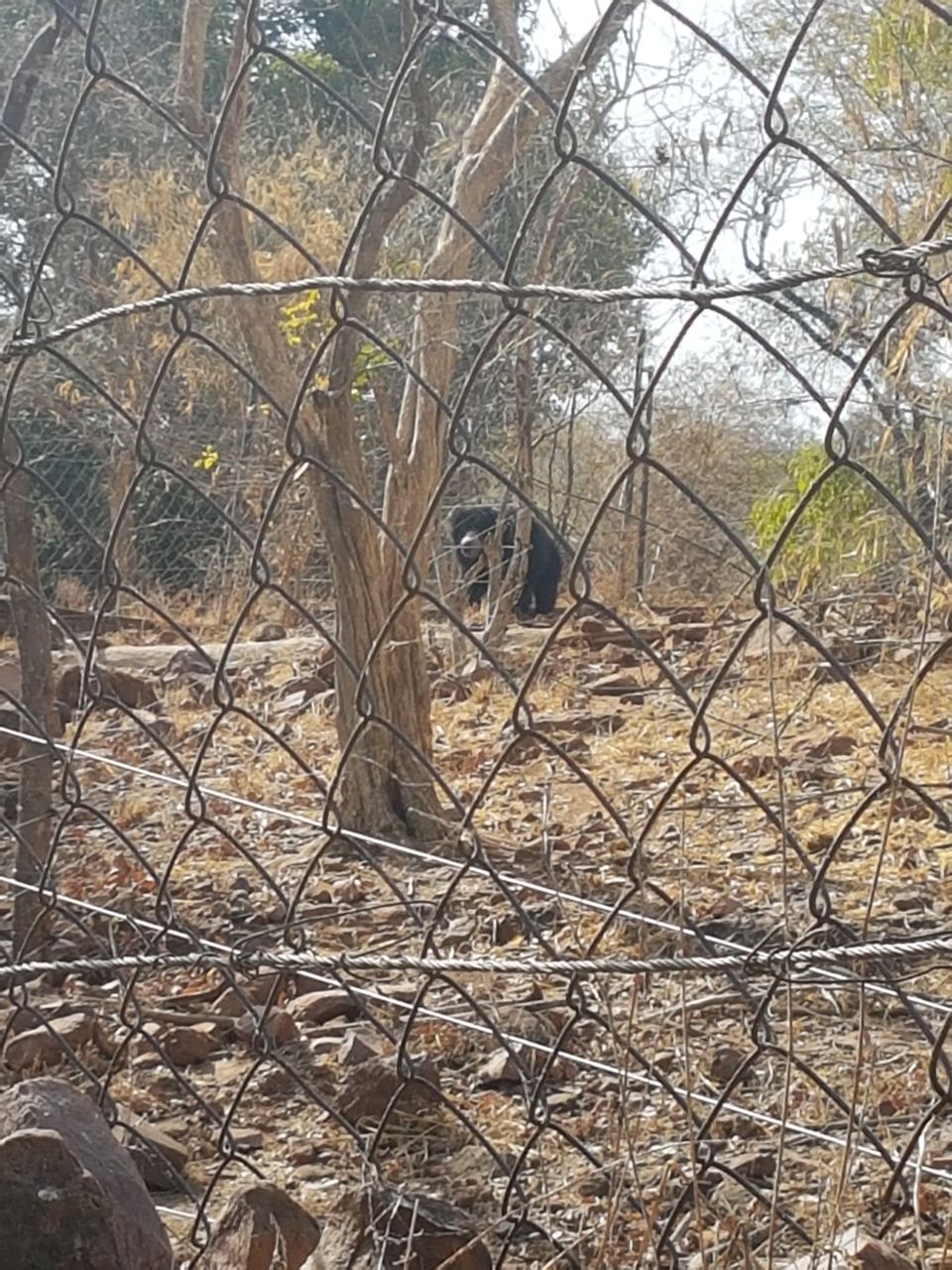 Photo of Van Vihar National Park Bhopal, Lake View Walk Path, Krishna Nagar, Shymala Hills, Bhopal, Madhya Pradesh, India by Gunjan Khandelwal