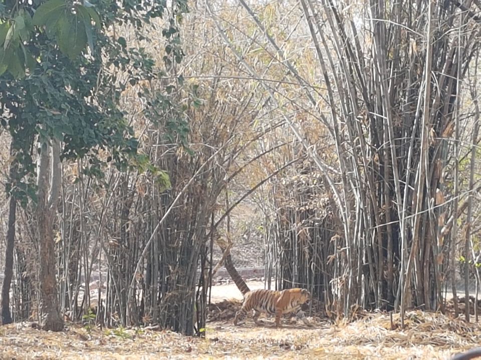 Photo of Van Vihar National Park Bhopal, Lake View Walk Path, Krishna Nagar, Shymala Hills, Bhopal, Madhya Pradesh, India by Gunjan Khandelwal