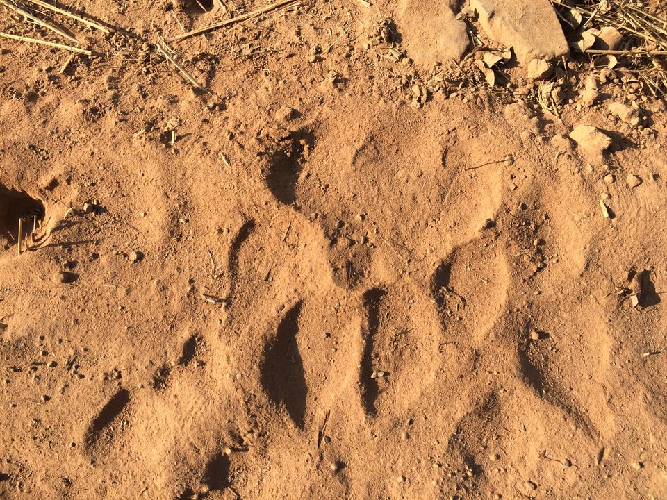 Photo of Trailing the Paws!!! by Anand Mitra