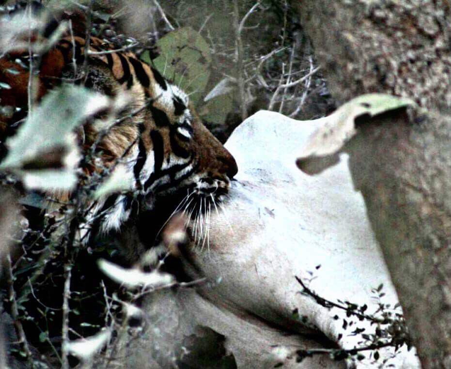 Photo of Ranthambore Tiger Reserve, Sawai Madhopur, Rajasthan, India by Anand Mitra