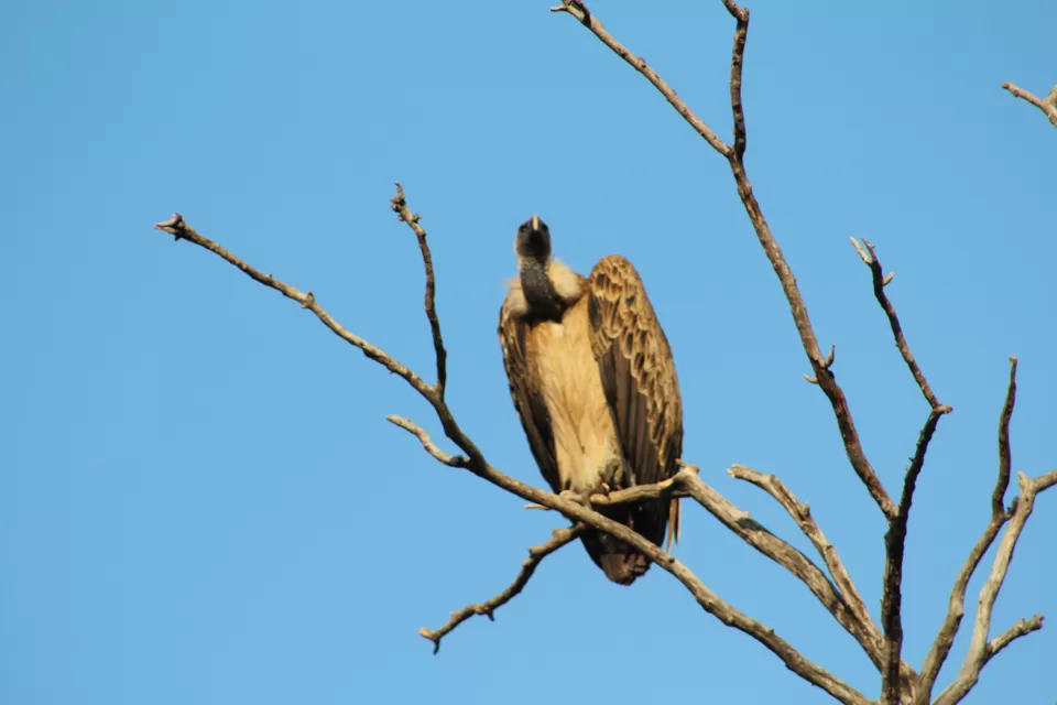 Photo of Ranthambore National Park, Rajasthan by Anand Mitra