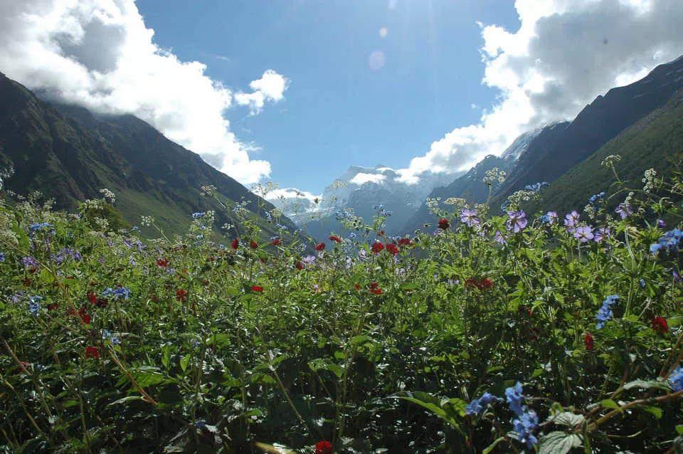 Photo of Valley of Flowers National Park, Uttarakhand, India by Tripoto