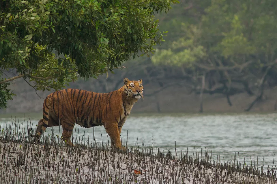 Photo of Sundarbans by Saurav