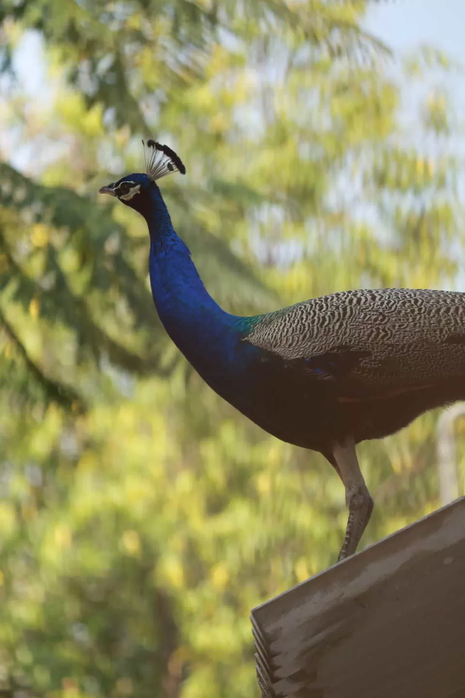 Photo of Gandhi Ashram, Hridaya Kunj, Old Wadaj, Ahmedabad, Gujarat by Mouna Nanaiah