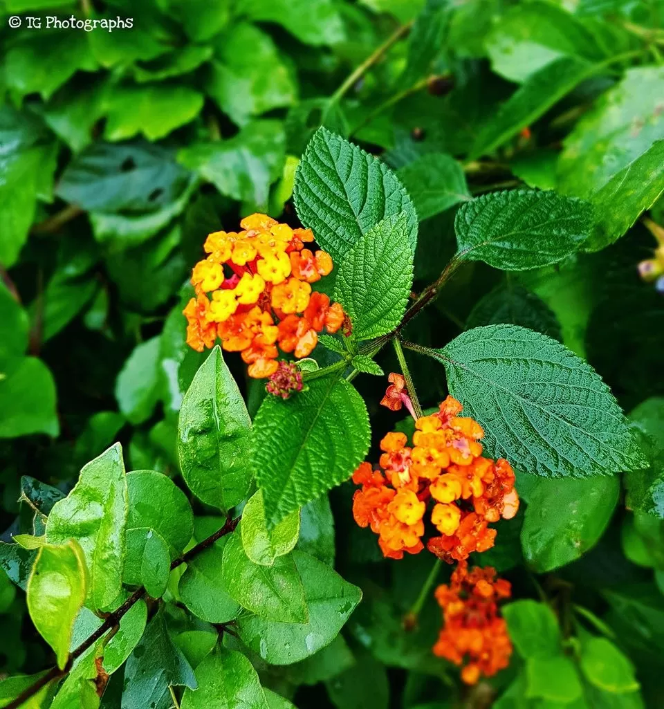 Photo of Mandalpatti, Hammiyala, Karnataka by Tushar Gupta