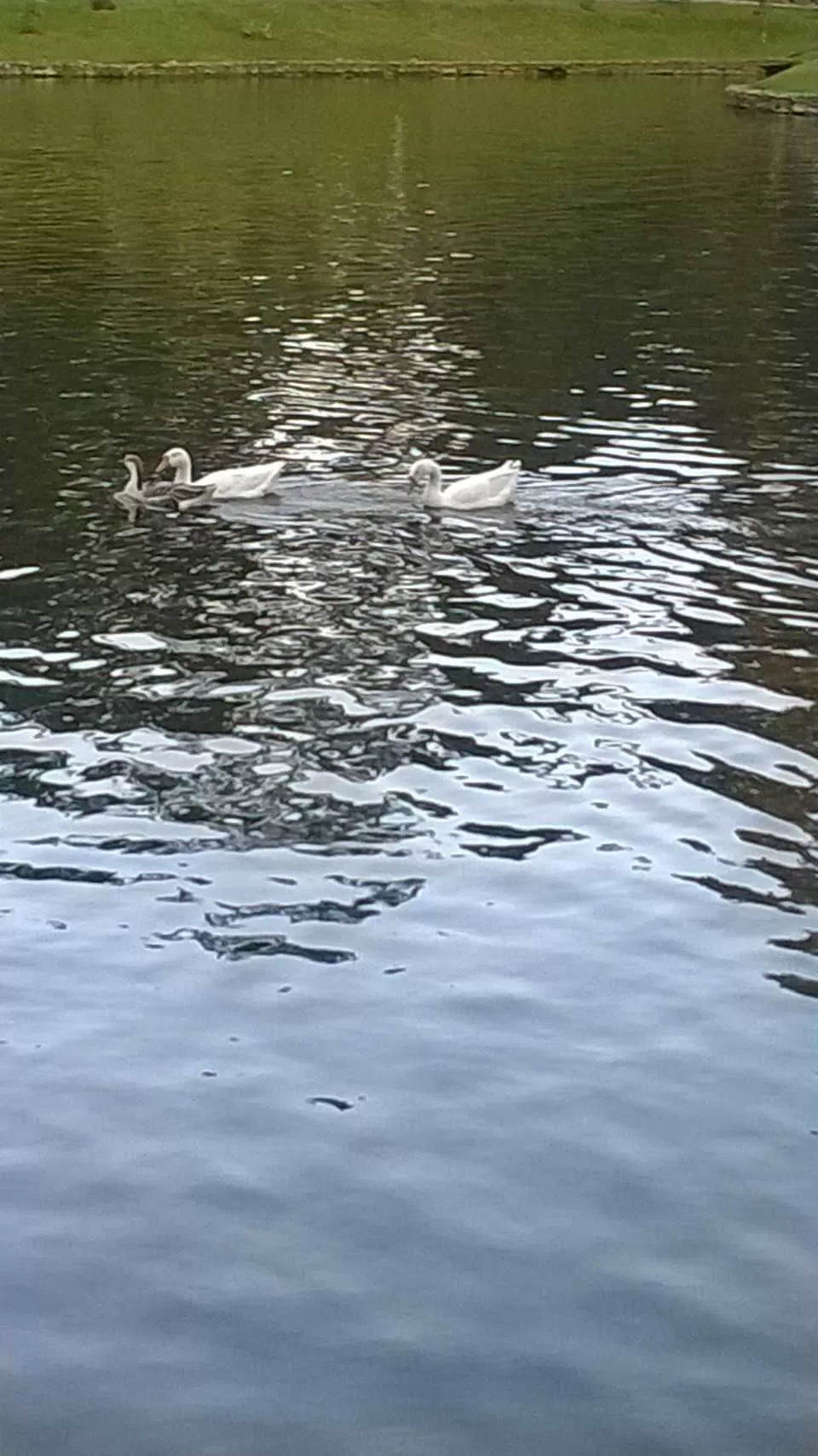 Photo of Ward's Lake, Police Bazar, Shillong, Meghalaya by Sattanurupa Saha