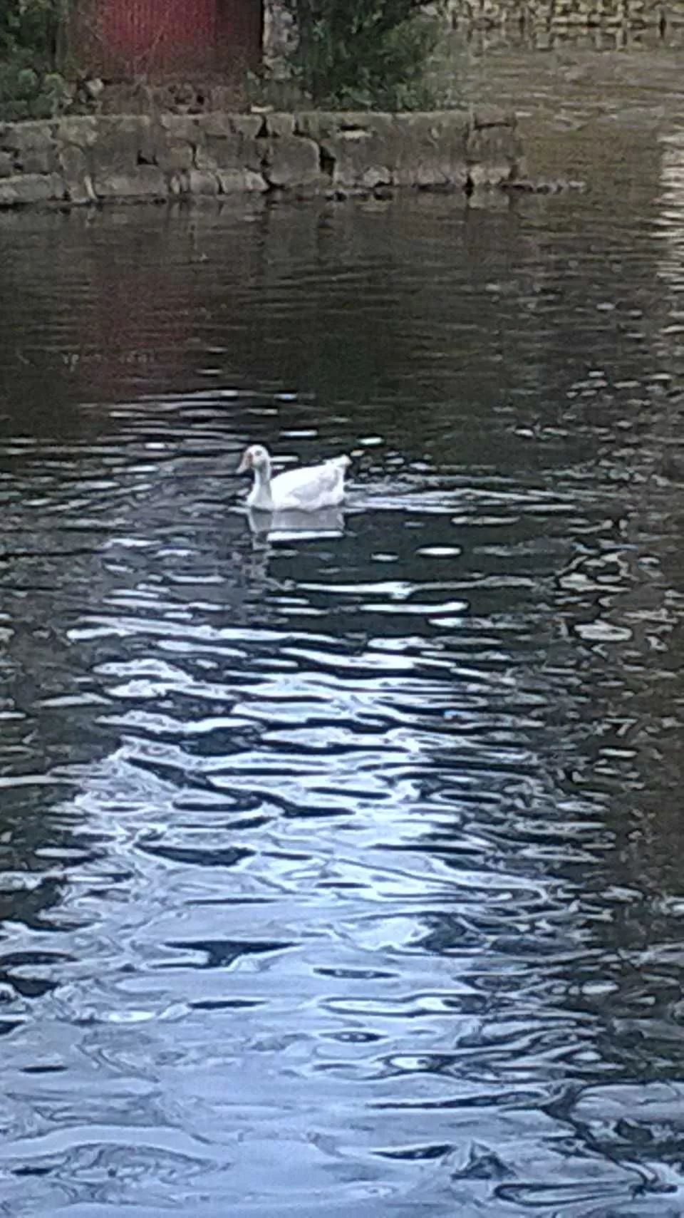 Photo of Ward's Lake, Police Bazar, Shillong, Meghalaya by Sattanurupa Saha