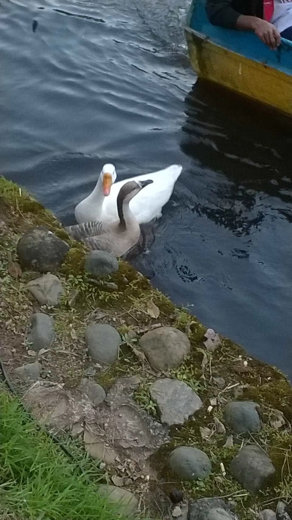 Photo of Ward's Lake, Police Bazar, Shillong, Meghalaya by Sattanurupa Saha