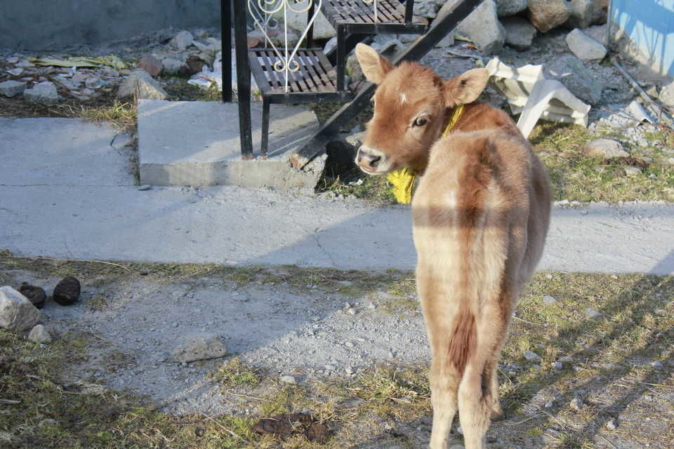 Photo of Solo exploring a bit of Kinnaur Valley at Himachal.. by nandini