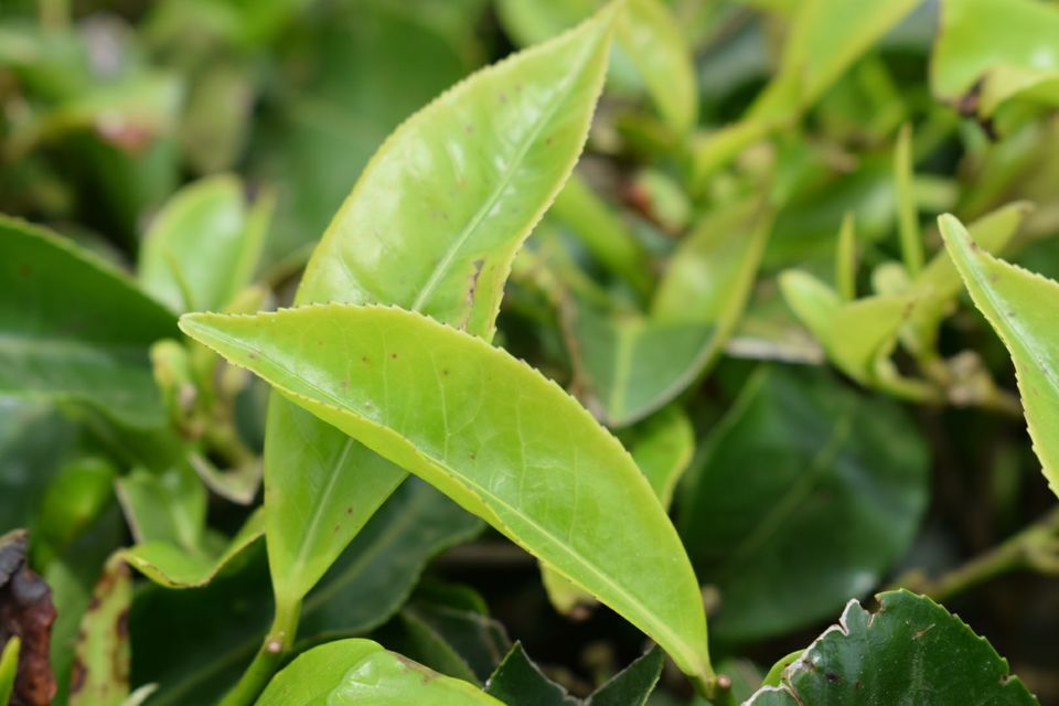 Photo of Lockhart Tea Factory Road, Kannan Devan Hills, Kerala, India by Footloose Backpackers