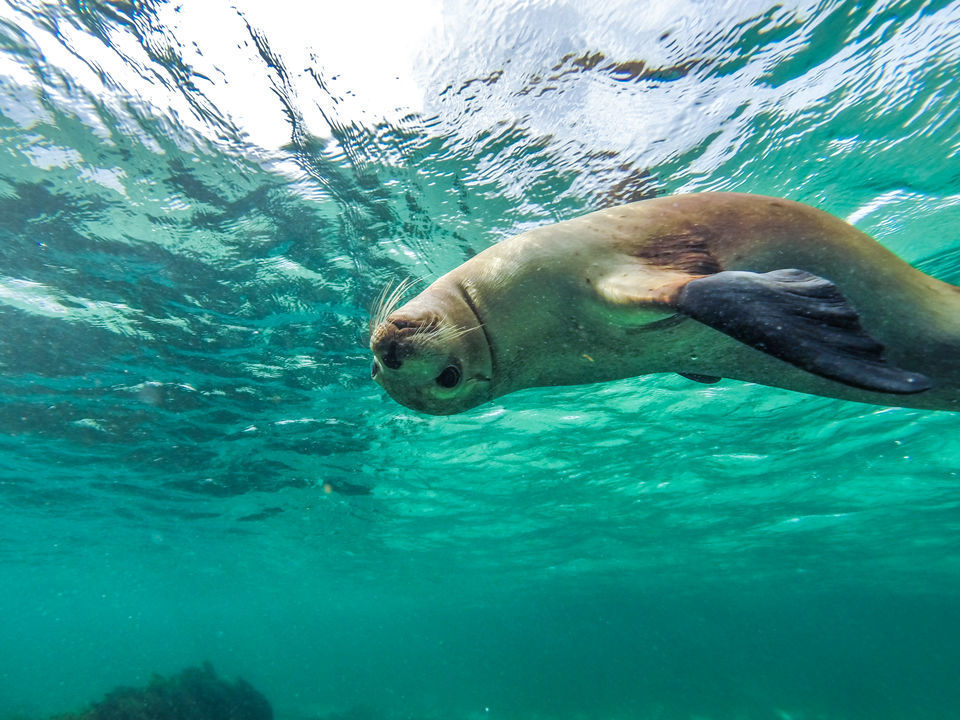 Photo of Plan The Ultimate Australian Holiday With Roundtrip Fares Starting At Rs 25,000*! by Sreshti Verma