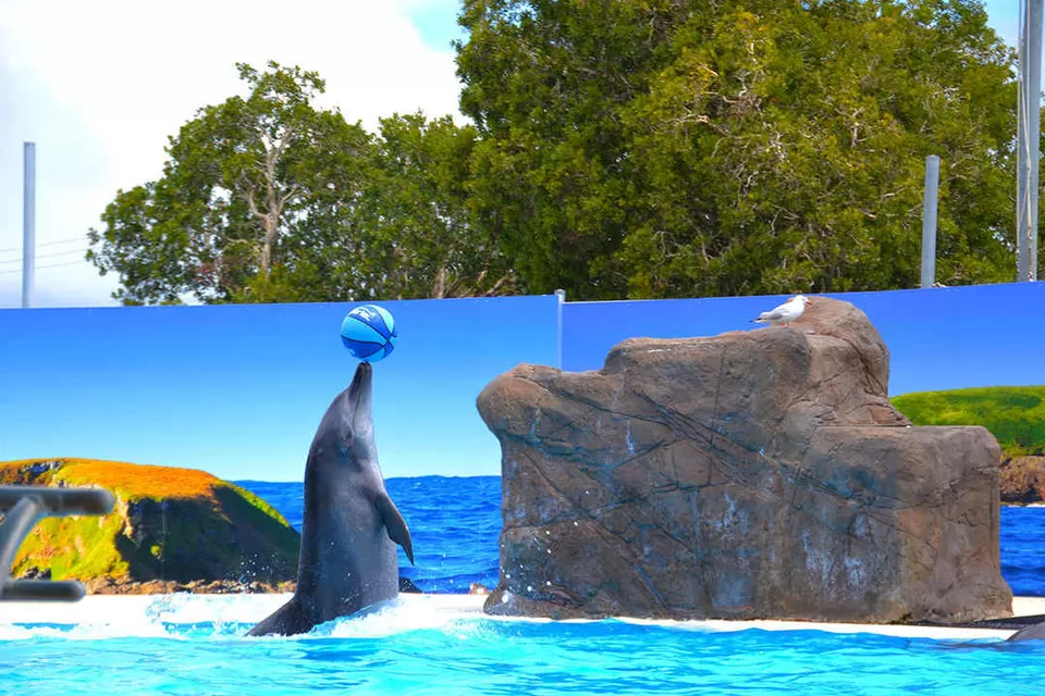 Photo of Muttonbird Island, Coffs Harbour NSW, Australia by Saumiabee