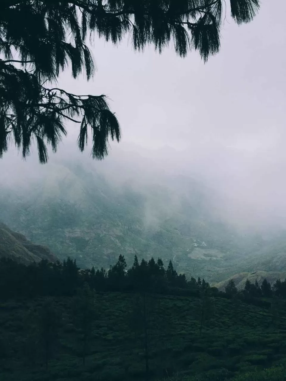 Photo of Meesapulimala, Kannan Devan Hills, Tamil Nadu by Adete Dahiya