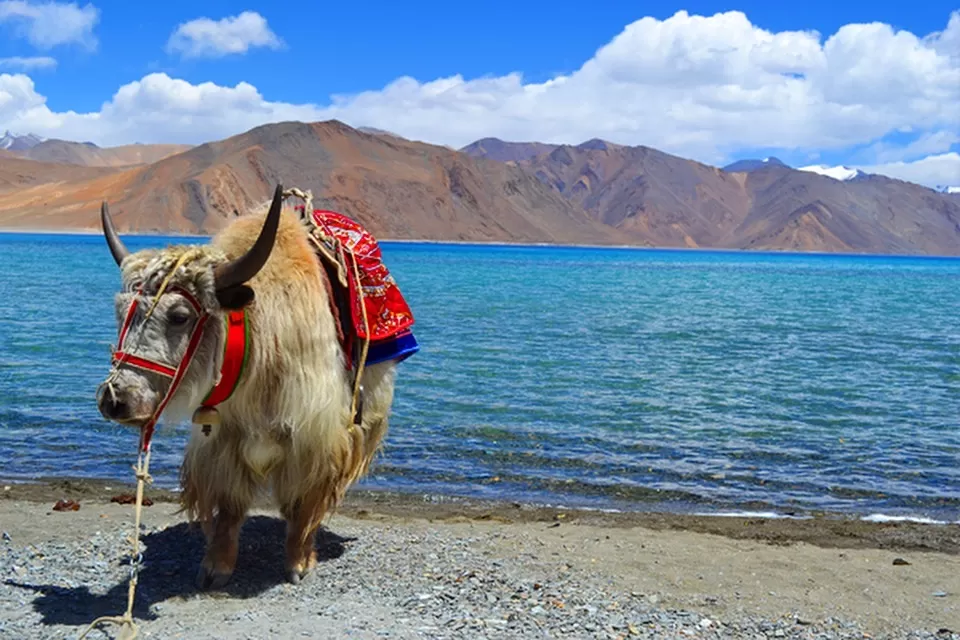 Photo of Pangong Tso by Adete Dahiya
