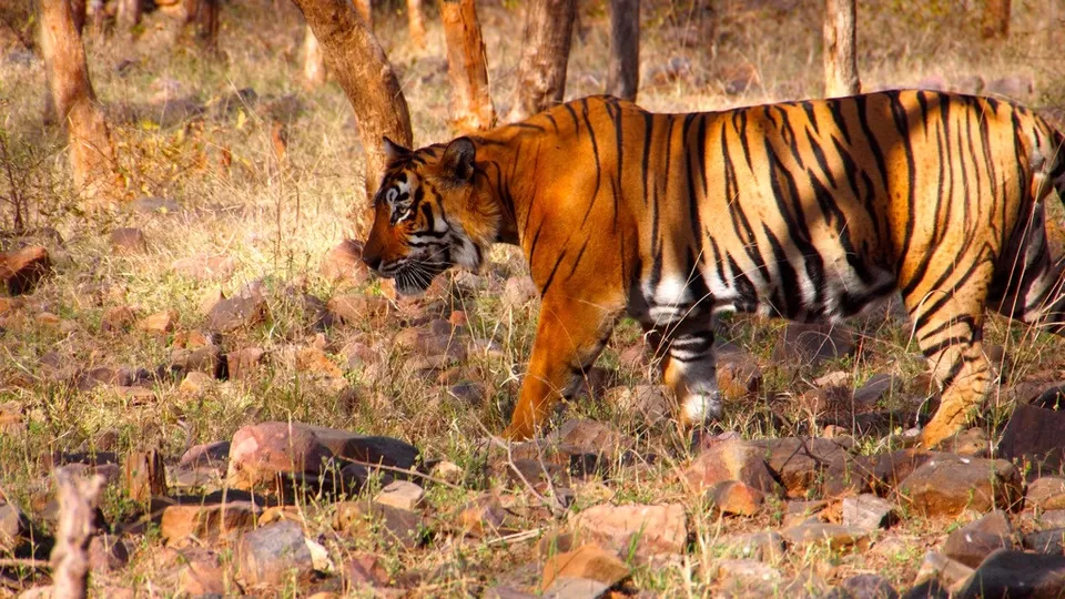 Photo of Ranthambore Tiger Reserve, Sawai Madhopur, Rajasthan, India by Adete Dahiya