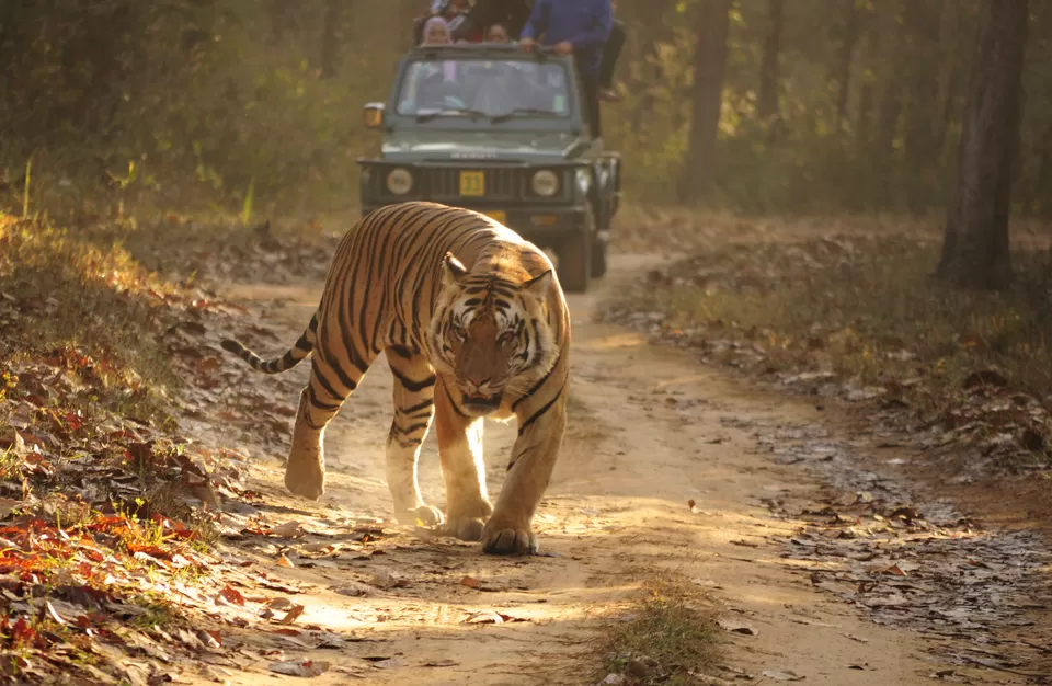 Photo of Kanha Tiger Reserve, Madhya Pradesh, India by Adete Dahiya