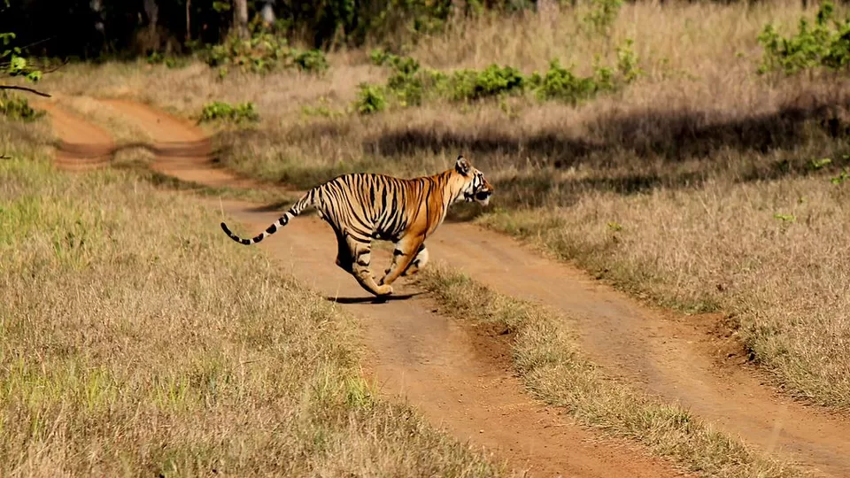 Photo of Tadoba National Park, Chandrapur, Maharashtra, India by Adete Dahiya
