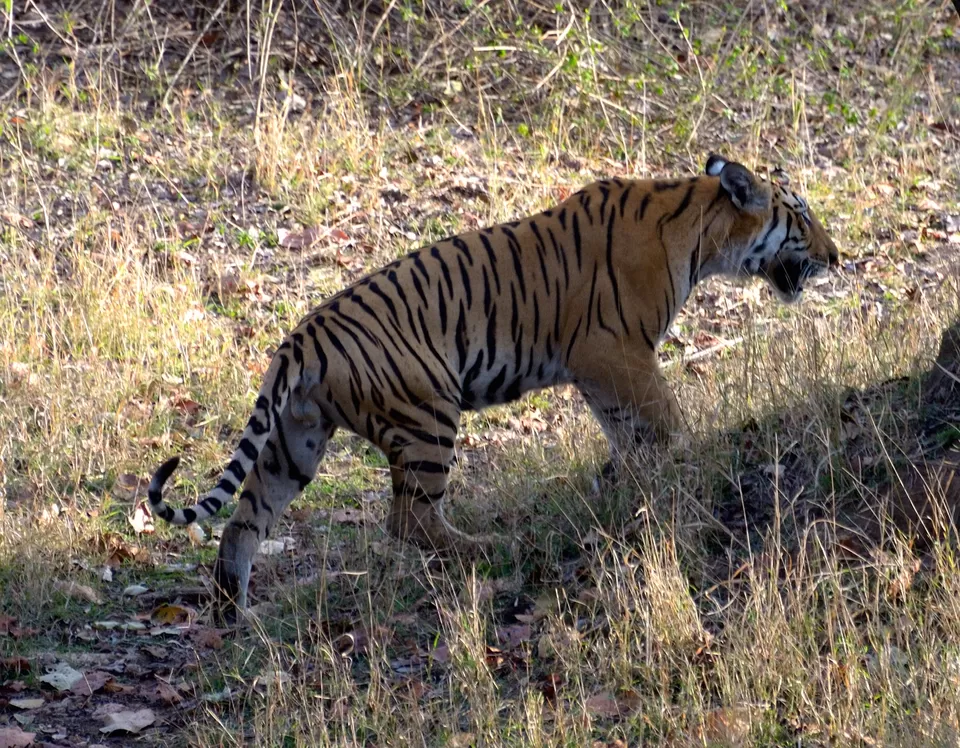Photo of Pench National Park, Madhya Pradesh, India by Adete Dahiya
