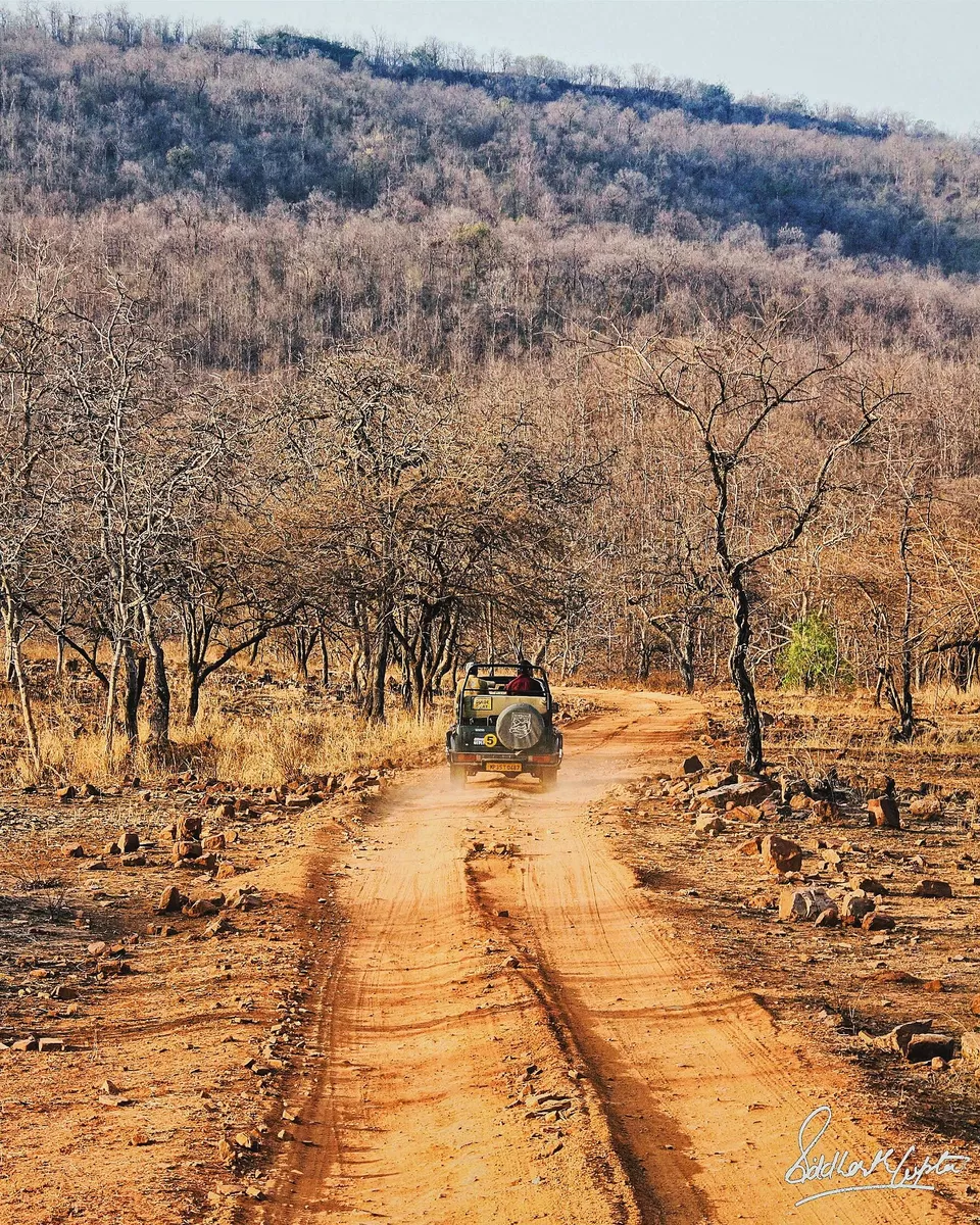 Photo of Panna National Park, Kathari, Madhya Pradesh, India by Adete Dahiya