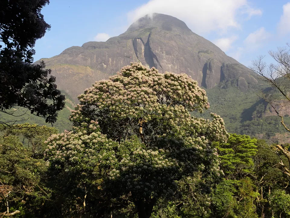 Photo of First Woman In History Starts Trek To Male-Only Agasthyakoodam peak In Kerala by Adete Dahiya